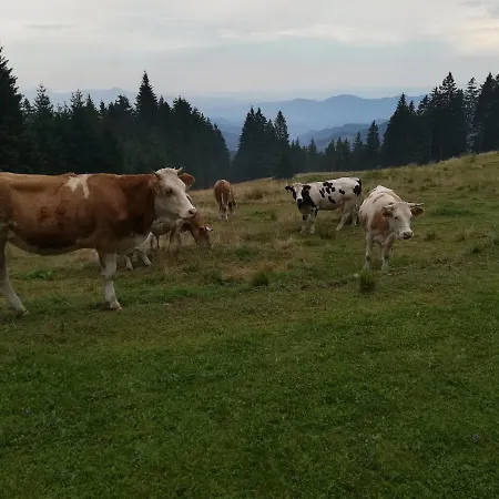 Apartma Borovnica Rogla Daire Vitanje