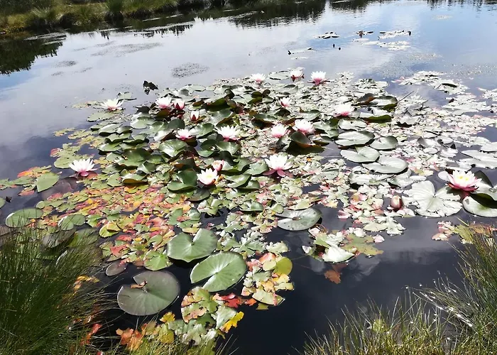 Apartma Borovnica Rogla Vitanje