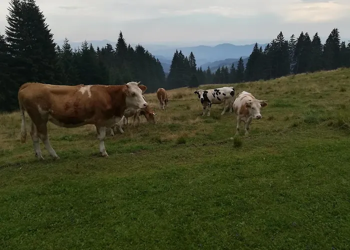 Apartma Borovnica Rogla Διαμέρισμα Vitanje